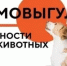 Чем опасен самовыгул для вашего питомца - Аскинский район