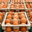 Требования к транспортировке яиц и яичных продуктов - Аскинский район