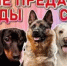 Какие породы собак наиболее преданы своим хозяевам.  Преданность — одно из главных качеств, которое ценится во многих породах собак. Вот список наиболее известных пород, славящихся своей верностью и привязанностью к хозяину. - Аскинский район